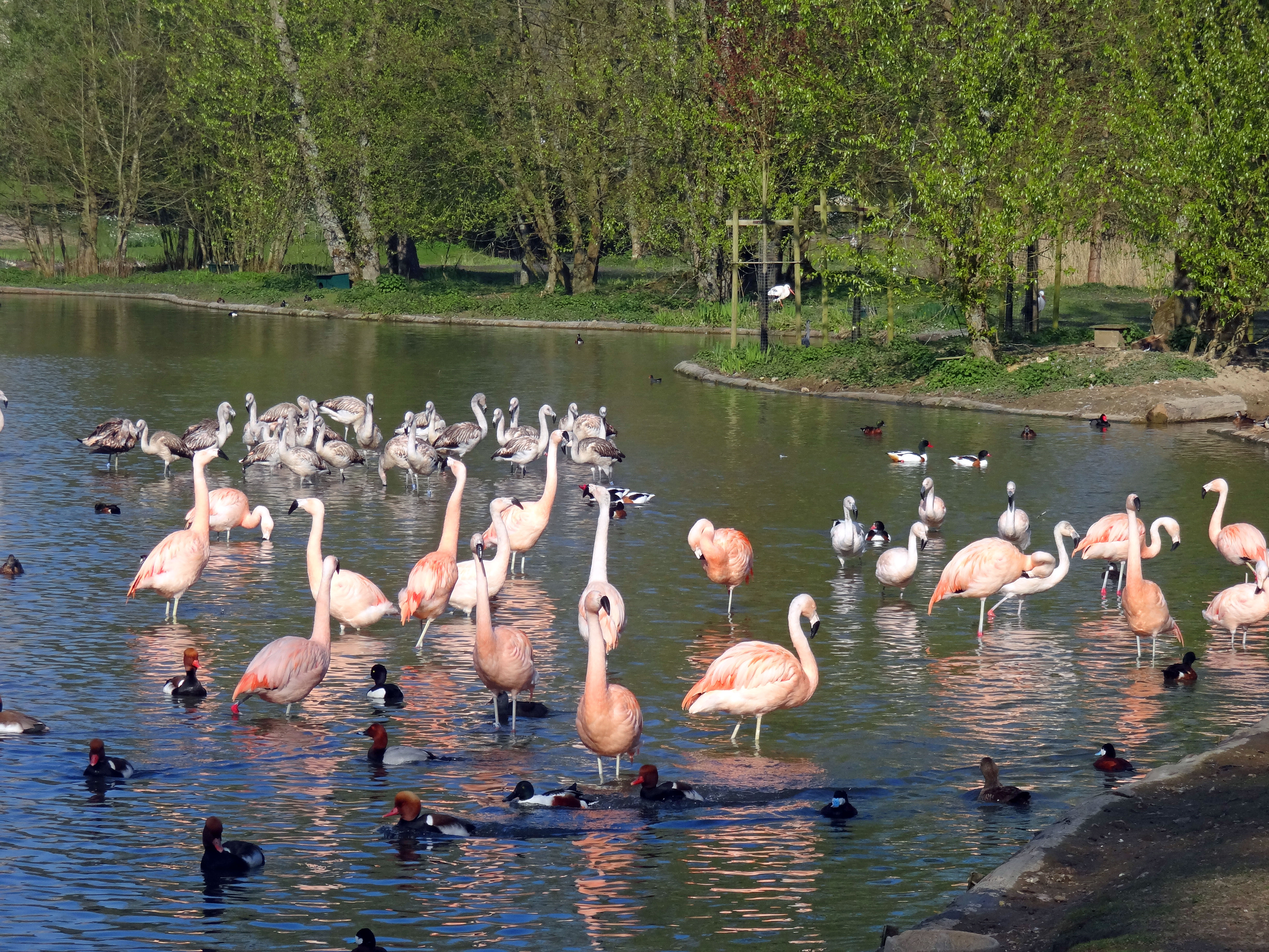 Parc animalier de Clères