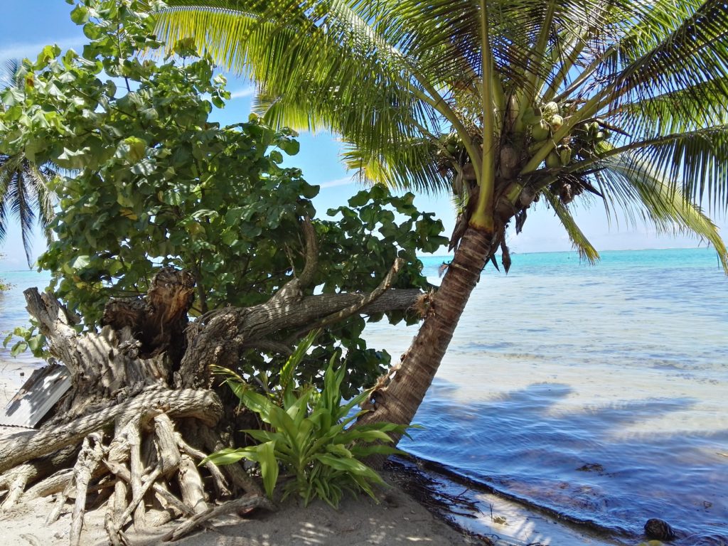 Plage de Papetoai sur l'île de Moorea, archipel de la Société, Polynésie Française