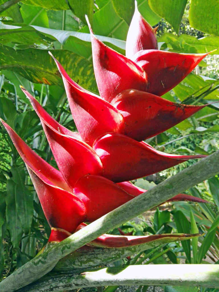 Balisier jardin de Vaipahi  sur l'île de Tahiti archipel de la Société en Polynésie Française