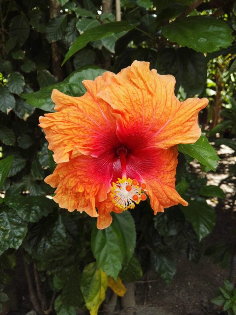 Hibiscus sur l'île de Moorea, archipel de la Société, Polynésie Française
