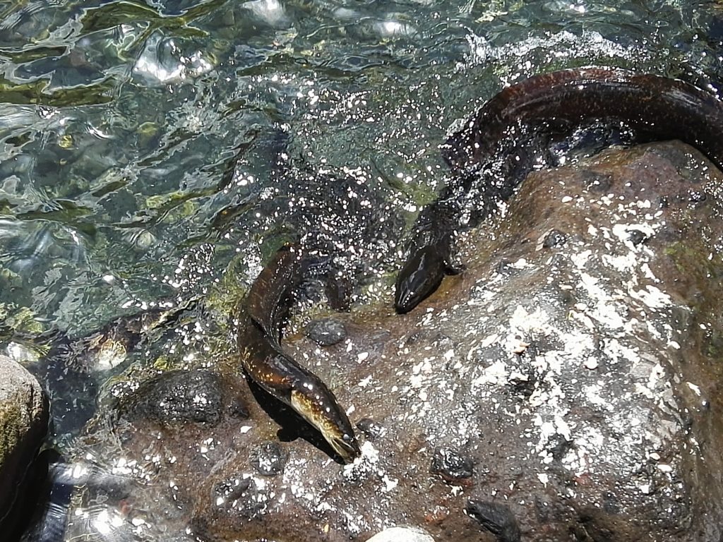 Anguilles sacrées aux yeux bleus sur l'île de Huahine dans l'archipel de la Société en Polynésie Française.