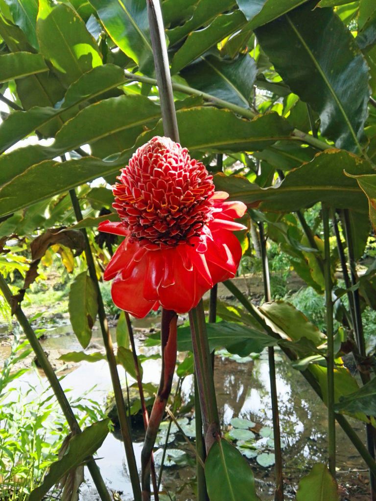 Rose de porcelaine jardin de Vaipahi  sur l'île de Tahiti archipel de la Société en Polynésie Française