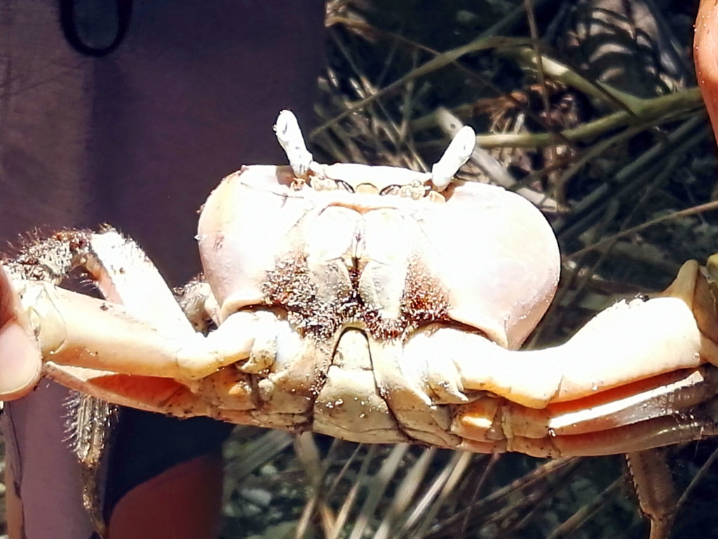 Crabe des cocotiers ile aux oiseaux, atoll de Tikehau archipel des Tuamotu Polynésie Française
