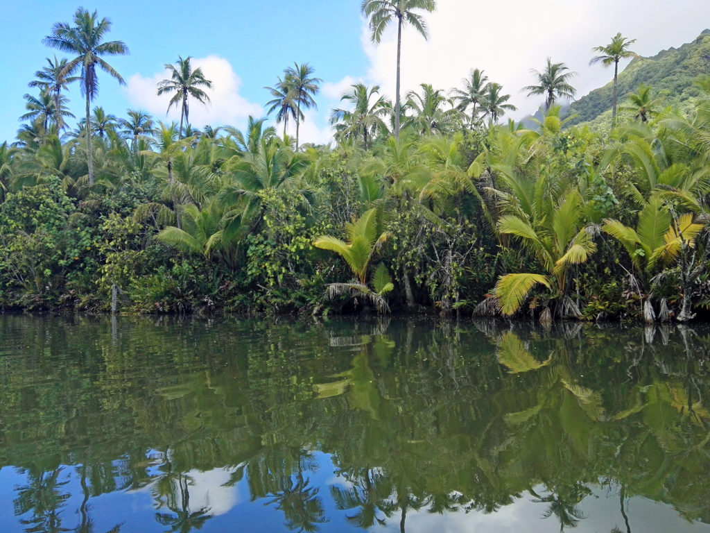Forêt tropicale le long de la rivière Faaroa sur l'île de Raiatea Polynésie Française