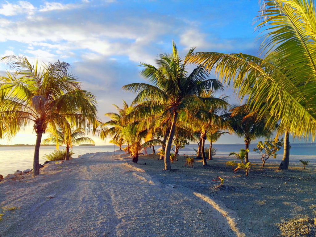 Plage de sable blanc bordée de cocotiers sur l'atoll de Tikehau archipel des Tuamotu Polynésie Française