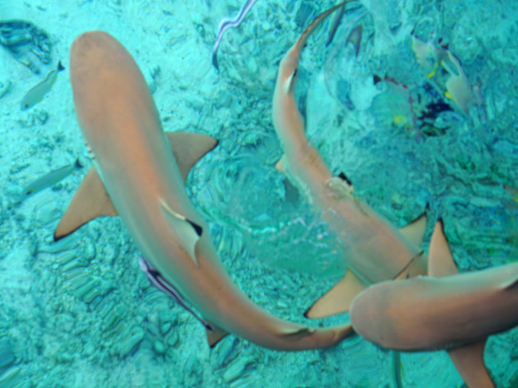 Requins pointe noire sur l'île de Taha'a archipel de la Société en Polynésie-Française.
