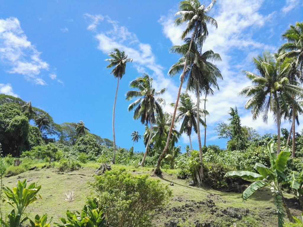 Cocotiers bordant les motu sur l'île de Taha'a archipel de la Société en Polynésie-Française.