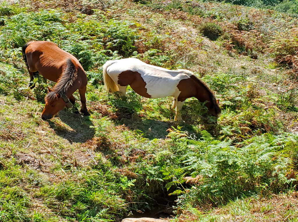 Les pottoks, chevaux rustiques de la Rhune