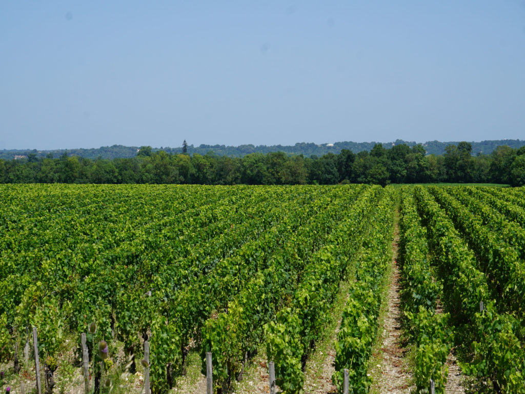 Vignobles château Margaux