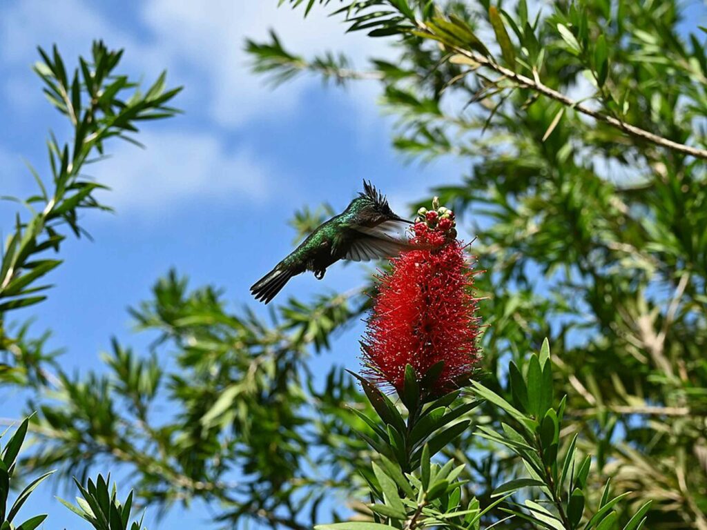 Découvrir le Jardin Botanique de Deshaies : colibri sur une melaleuca
