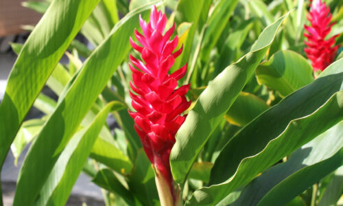 guadeloupe-Alpinia