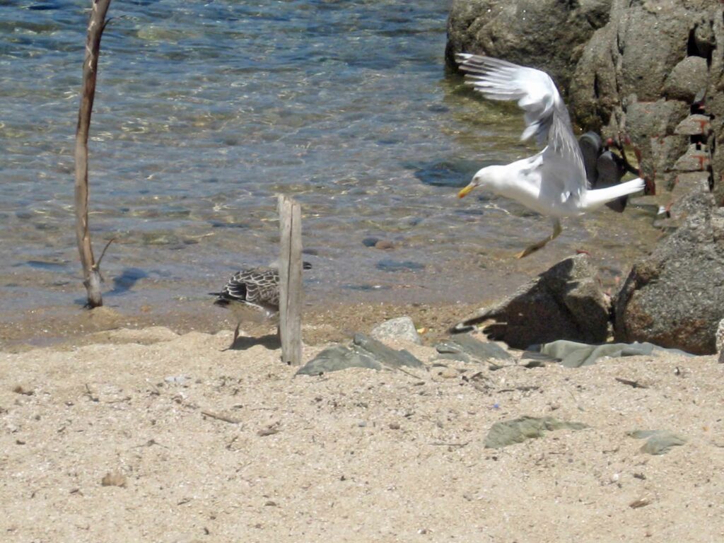 Autotour en Corse Cormoran sur l'île Lavezzu