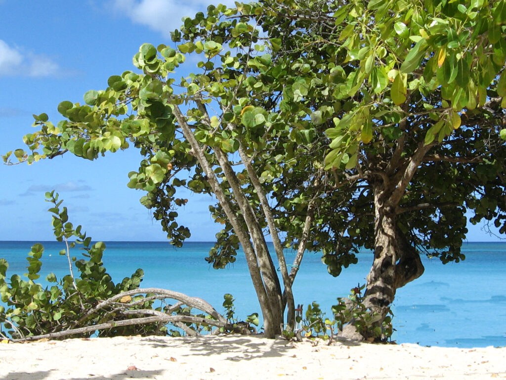Que faire ne Guadeloupe 
Plage d'Anse Bertrand