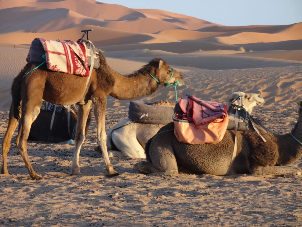 Maroc : road trip inoubliable Dromadaire dans l'Erg Chebbi