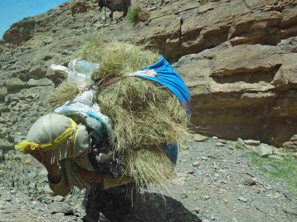 Maroc : road trip inoubliable Récolte de foin
