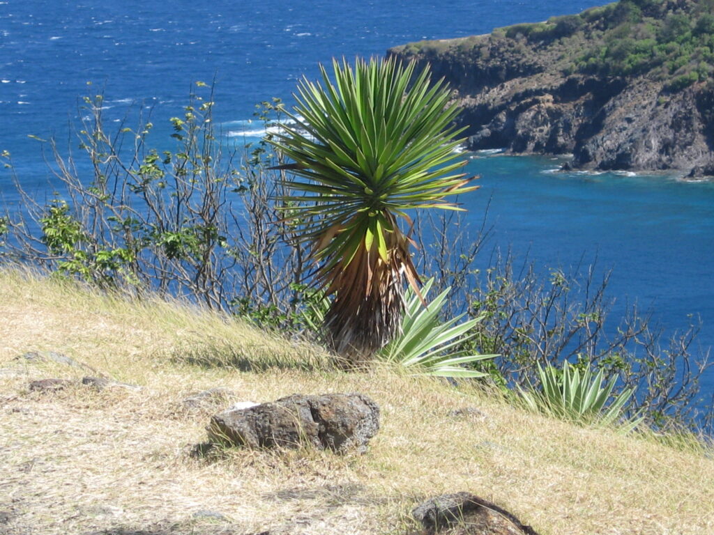 Que faire sur l'ile des Saintes en Guadeloupe Jardin du Fort Napoléon