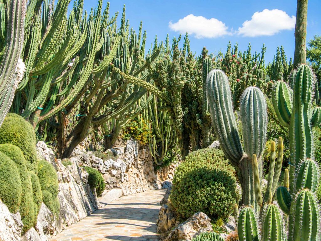 Découverte du Jardin Exotique de Monaco : allée de cereus et cactus arbusifs