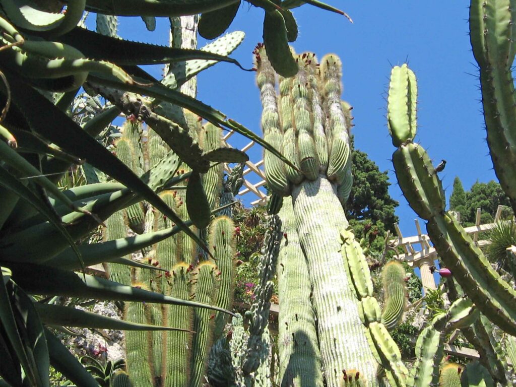 Découverte du Jardin Exotique de Monaco : cierges du Mexique