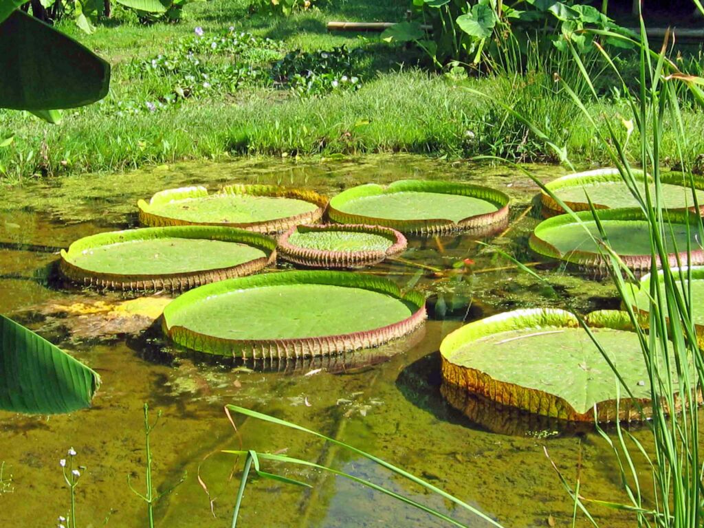 La bambouseraie en Cévennes : nénuphars géants