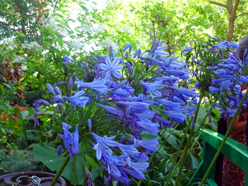 Découvrer le Jardin Agapanthe : les agapanthes