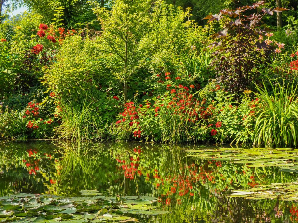 Découverte des Jardins de Claude Monet : bignognes sur les berges du bassin aux nymphéas