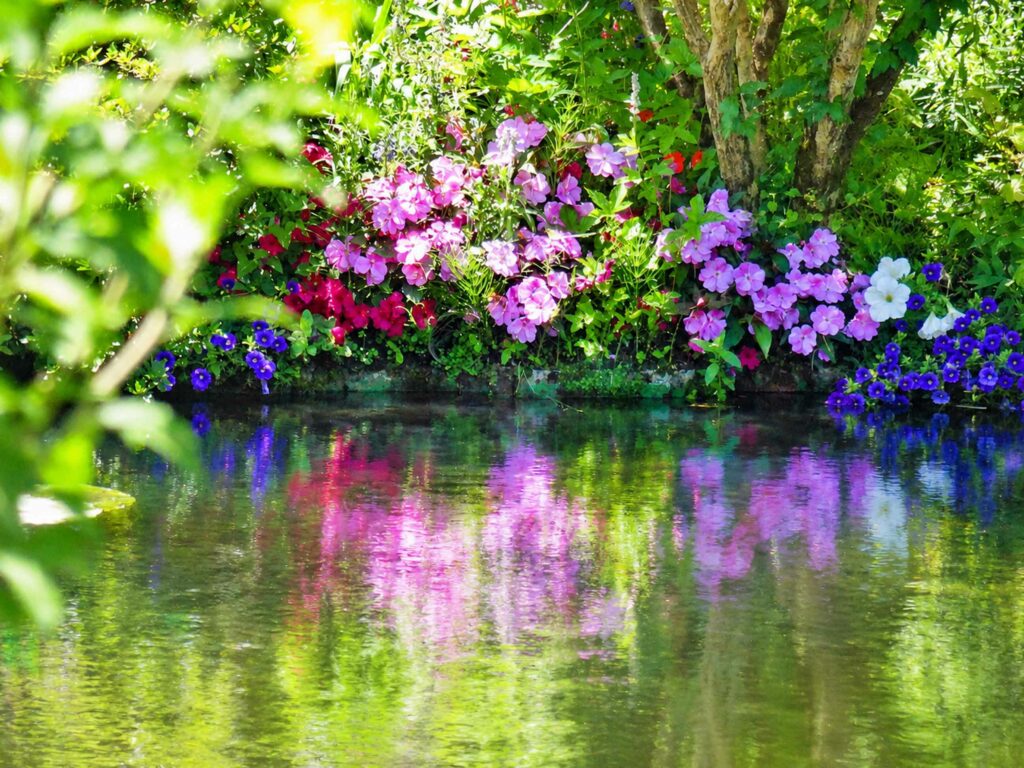 Découverte des Jardins de Claude Monet : impatiens de guinée sur les berges du bassin aux nymphéas