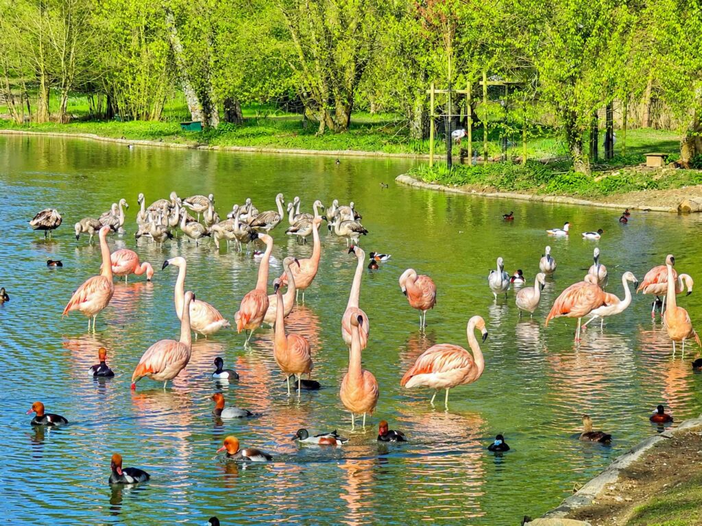 Découvrir le Parc de Clères : Flamants du Chili