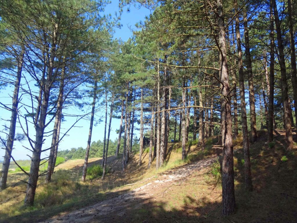 Parc ornithologique du Marquenterre  : forêt de pins et dunes sauvages