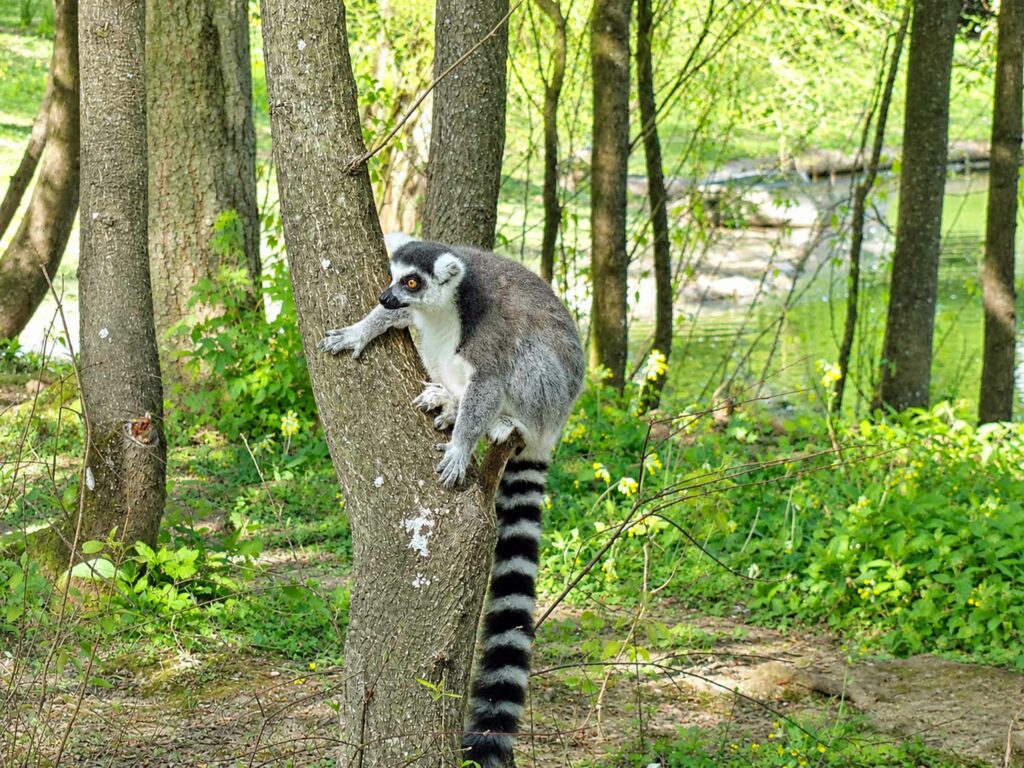 Découvrir le Parc de Clères : Makki catta