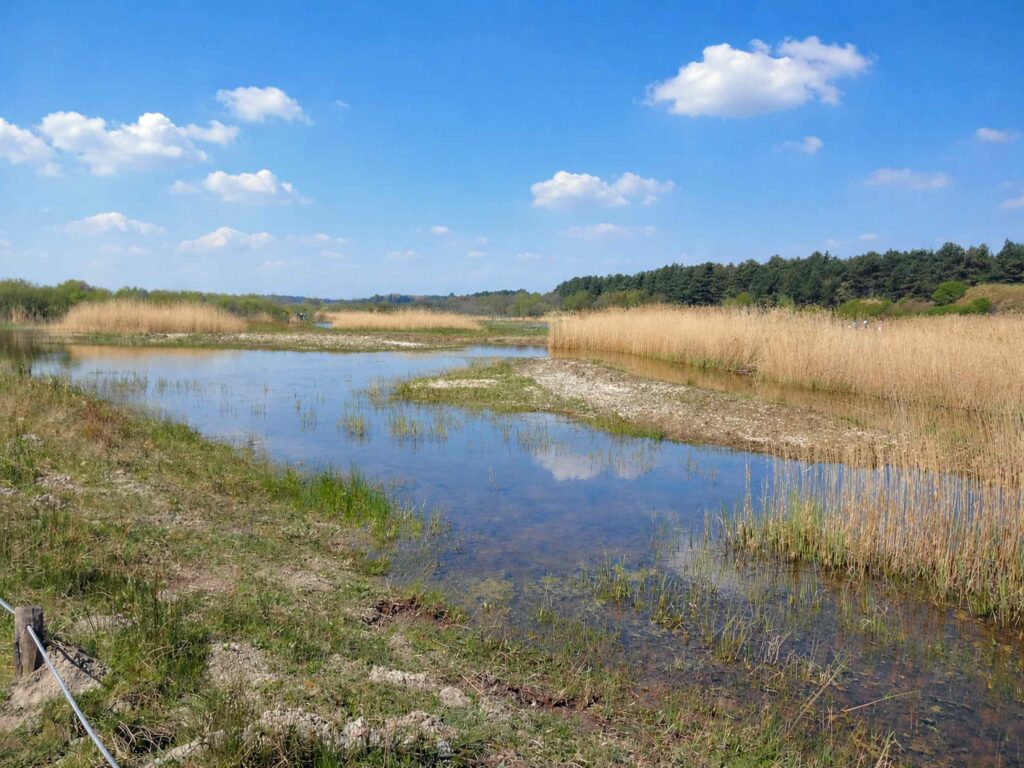 Parc ornithologique du Marquenterre  :  Marais