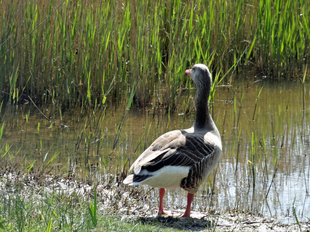 Parc ornithologique du Marquenterre :  oie cendrée