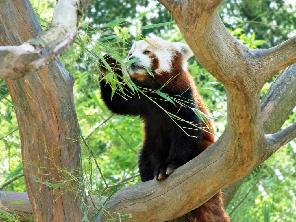 Découvrir le Parc de Clères : Panda roux