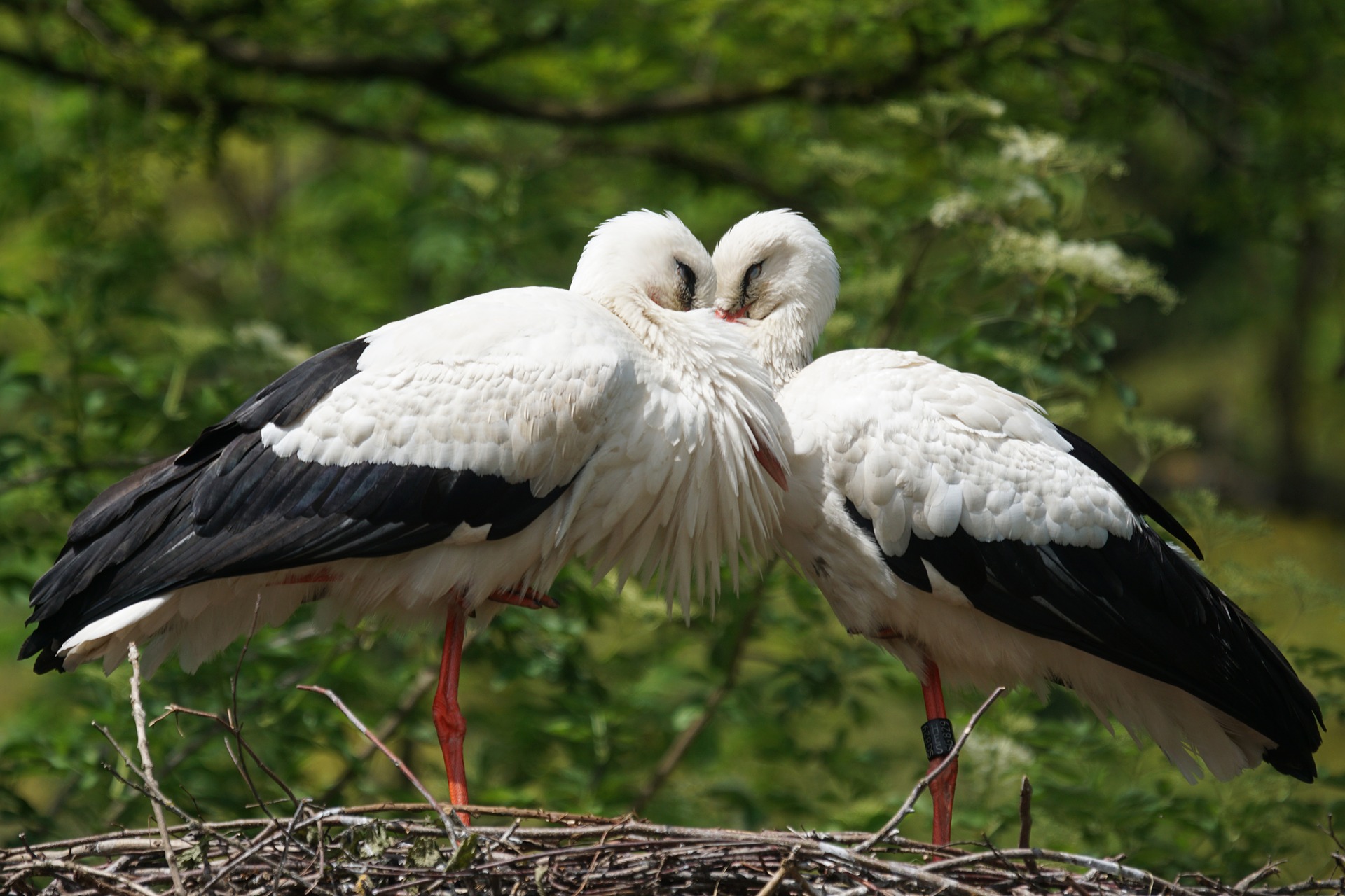 Liste Des Oiseaux Du Parc Du Marquenterre