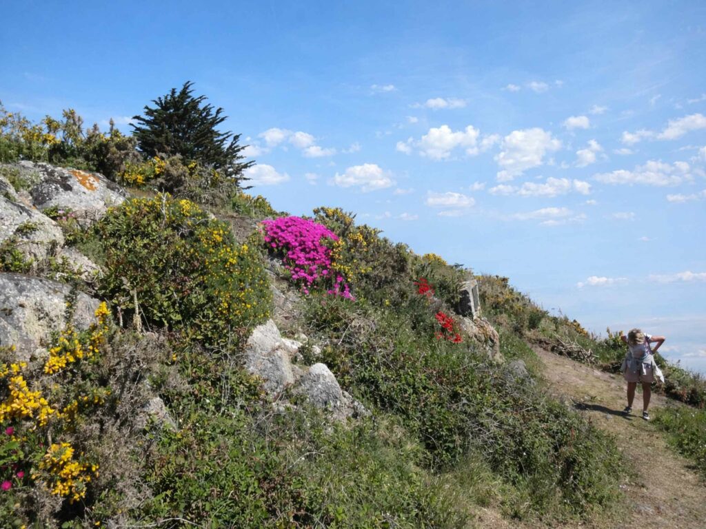 Que voir et faire à Houat : végétation sur les côtes granitiques de l'île de Houat
