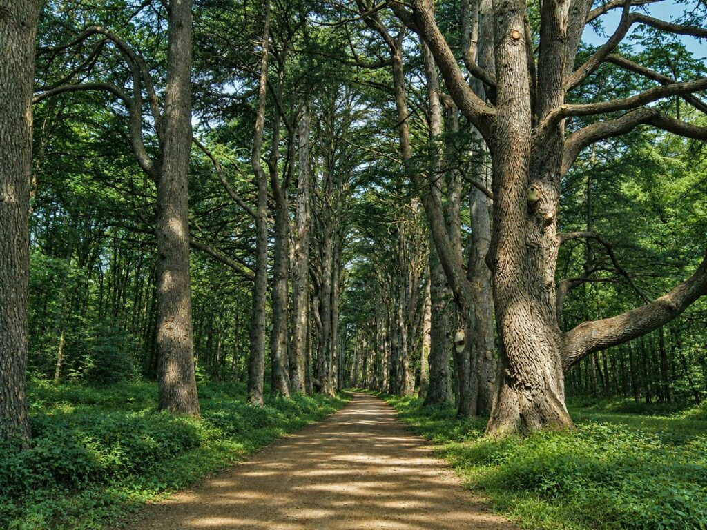 Visiter le Château de Cheverny : allée de 157 cèdres de l'Atlas