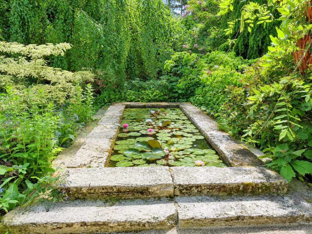 Découvrer le Jardin Agapanthe : bassin aux nénuphars