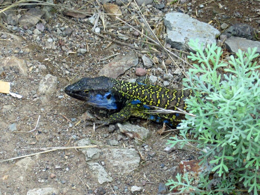 Une semaine à Tenerife Lézard canarien