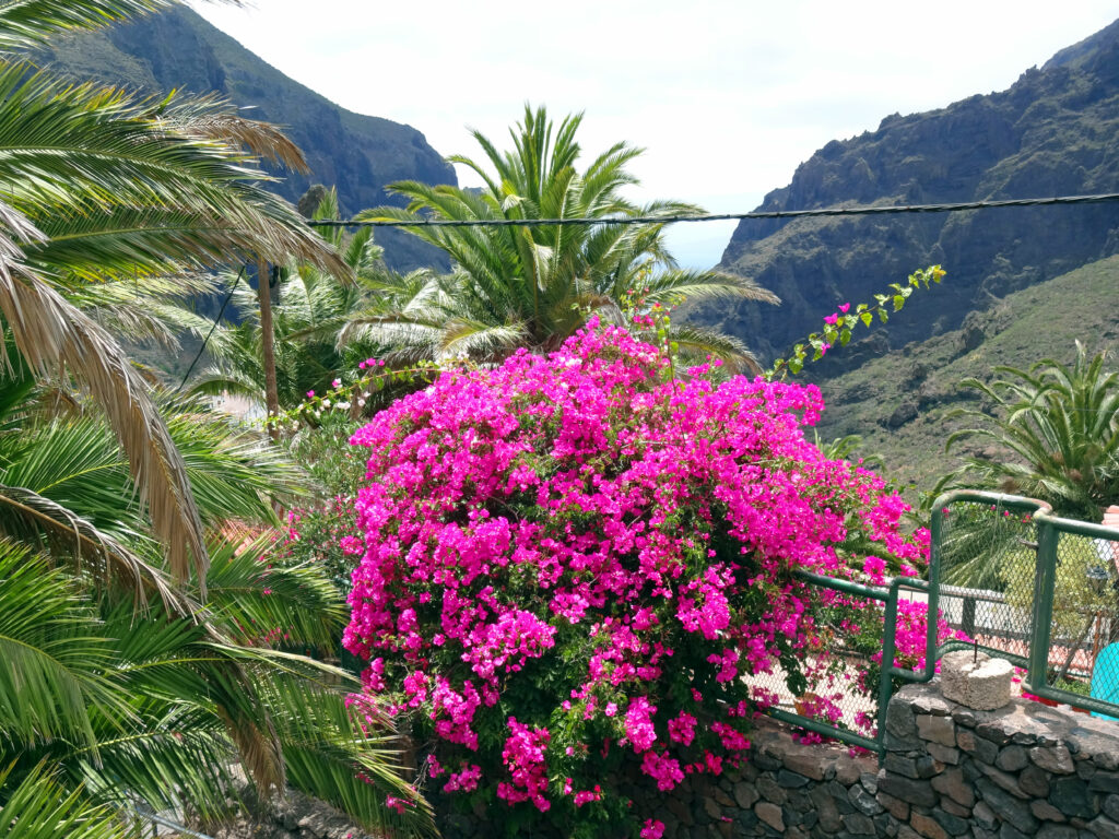 Une semaine à Tenerife 
Palmiers et lauriers à Masca