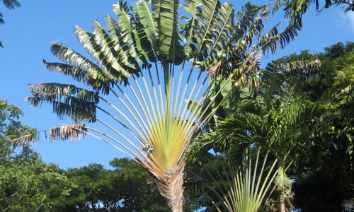 Arbre du voyageur