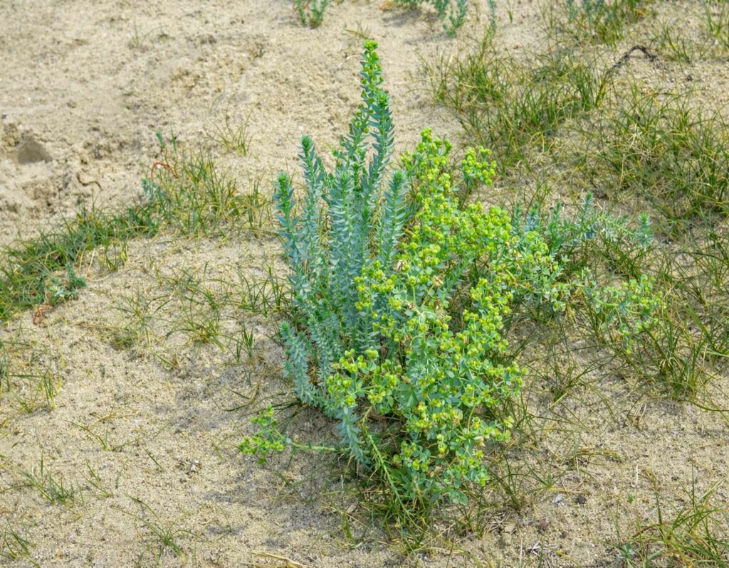 Séjour dans l'ouest Cotentin : Euphorbe des sables dans le massif dunaire d'Hatainville