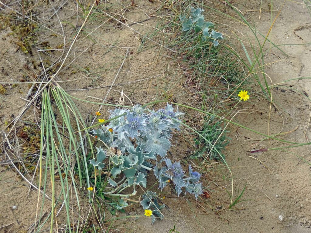 Séjour dans l'ouest Cotentin : panicaut maritime