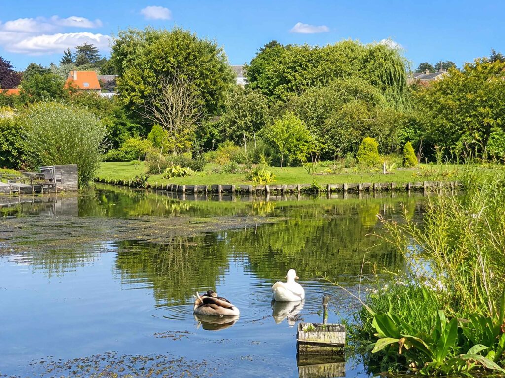 Découvrir les Hortillonnages d'Amiens : Cygnes