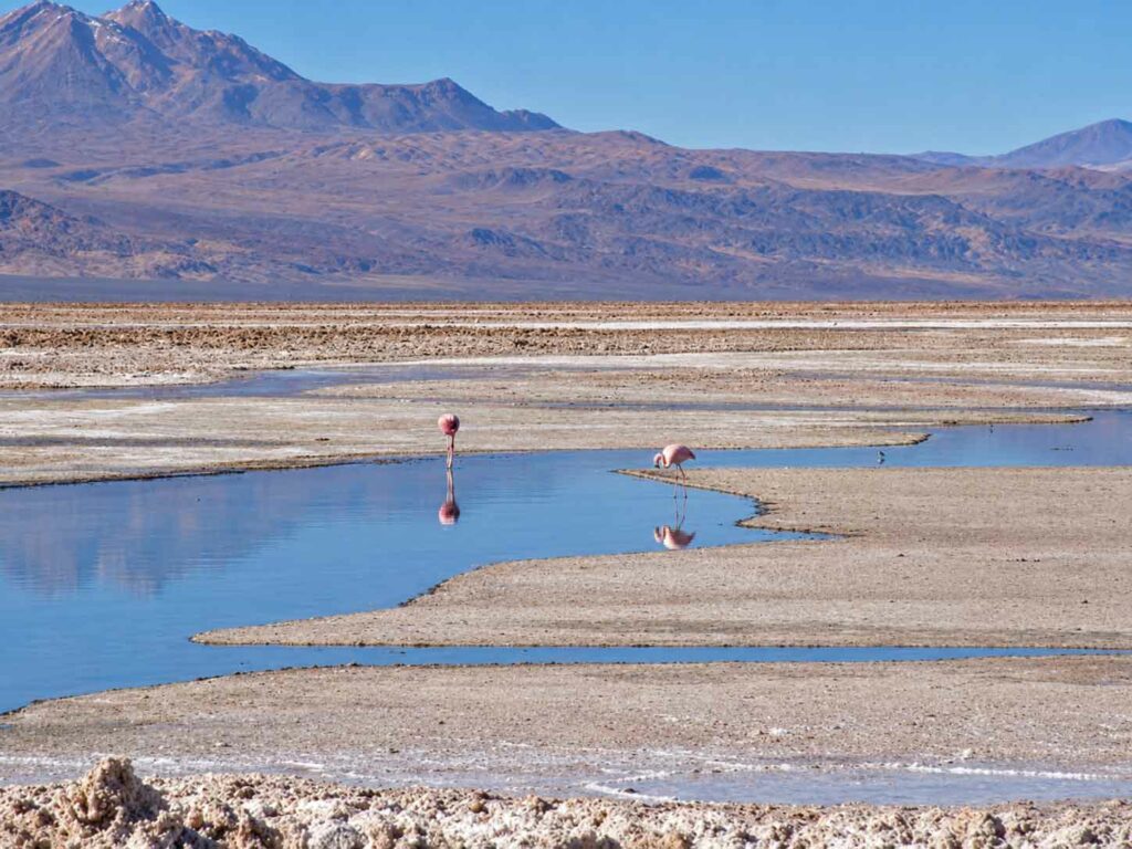 Découverte des geysers El Tatio : flamants roses dans le désert d'Atacama