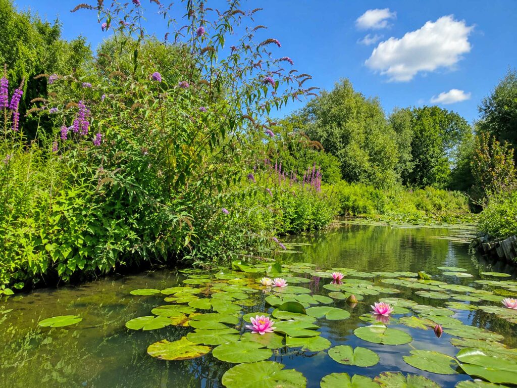 Découvrir les Hortillonnages d'Amiens : nénuphars dans les canaux