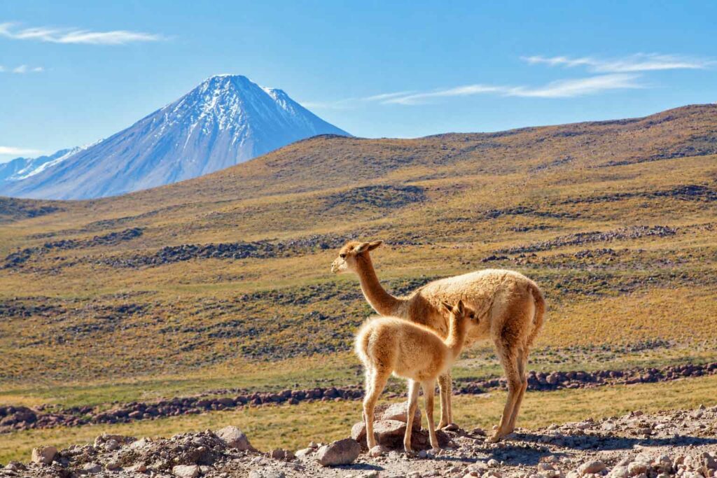 Découverte des geysers El Tatio : vigognes sur l'Altiplano