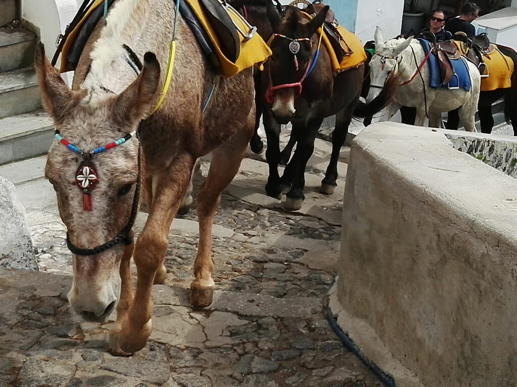 Découvrir Santorin en une semaine Mules dans Fira
