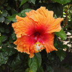 Hibiscus sur l'île de Moorea, archipel de la Société, Polynésie Française