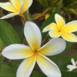 Que voir à Moorea en 4 jours Tiare 
sur l'île de Moorea, archipel de la Société, Polynésie Française