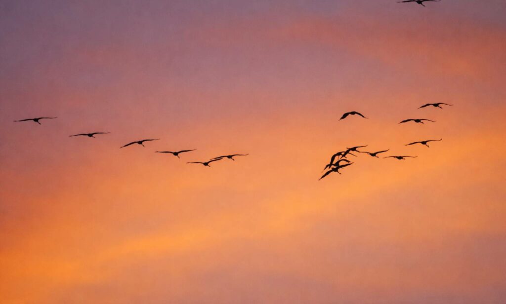 Road-trip en Gironde : migration des grues cendrées Hourtin/Carcans