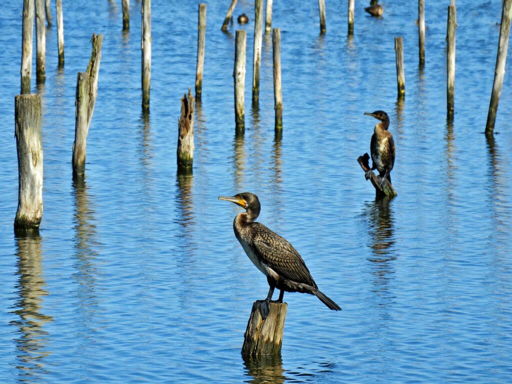 Road-trip en Gironde : Réserve ornithologique du Teich